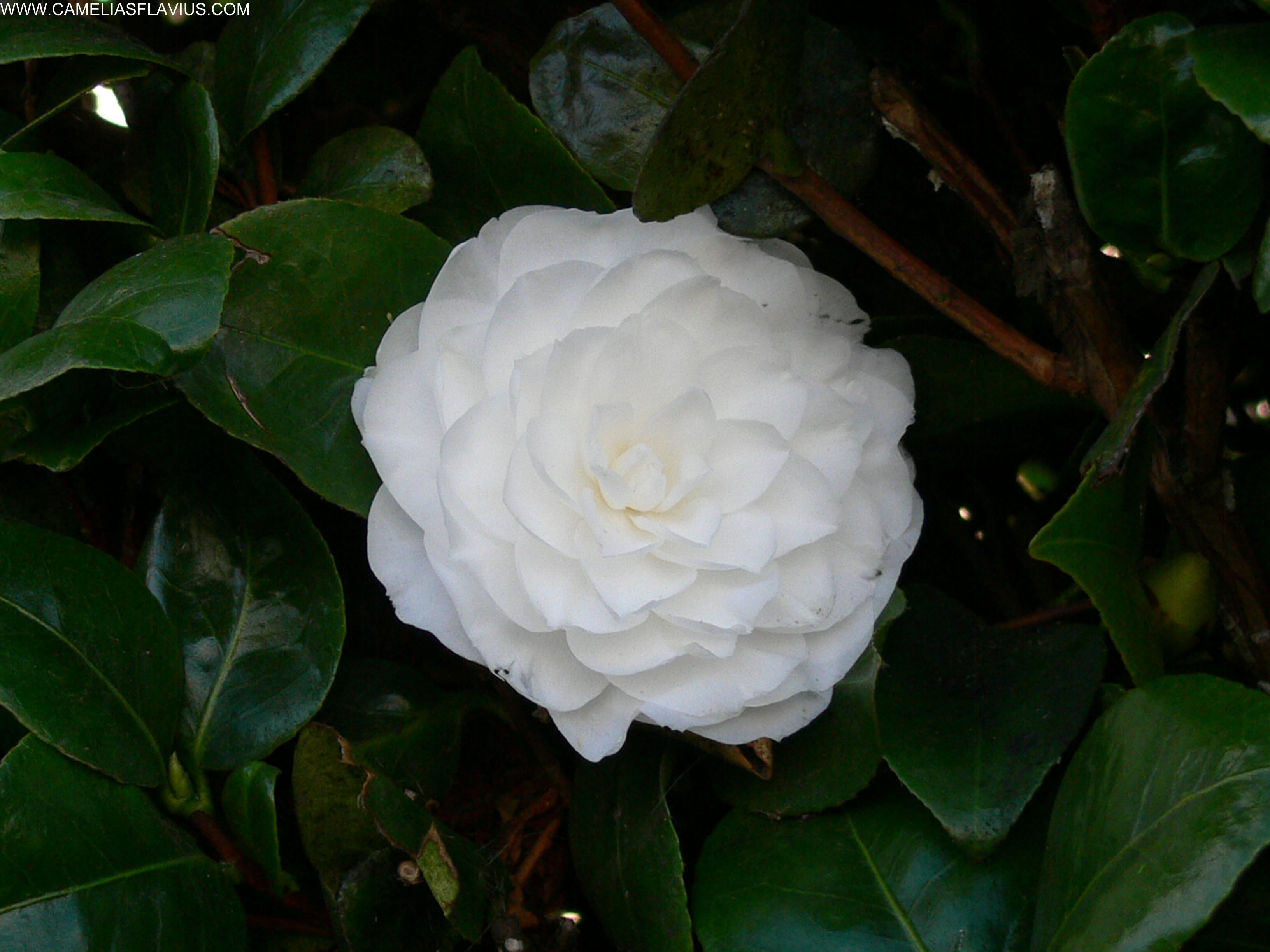 Rainha Santa Isabel